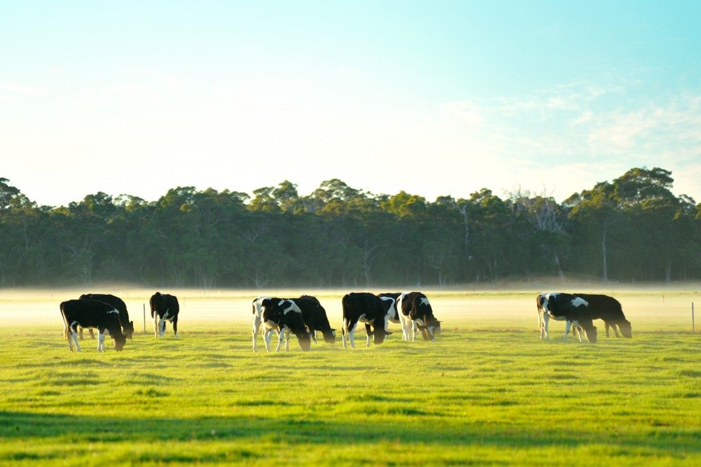 cattle eating grass