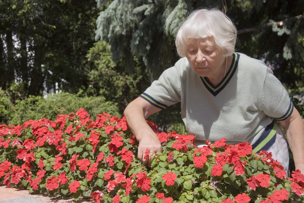 a senior woman gardening