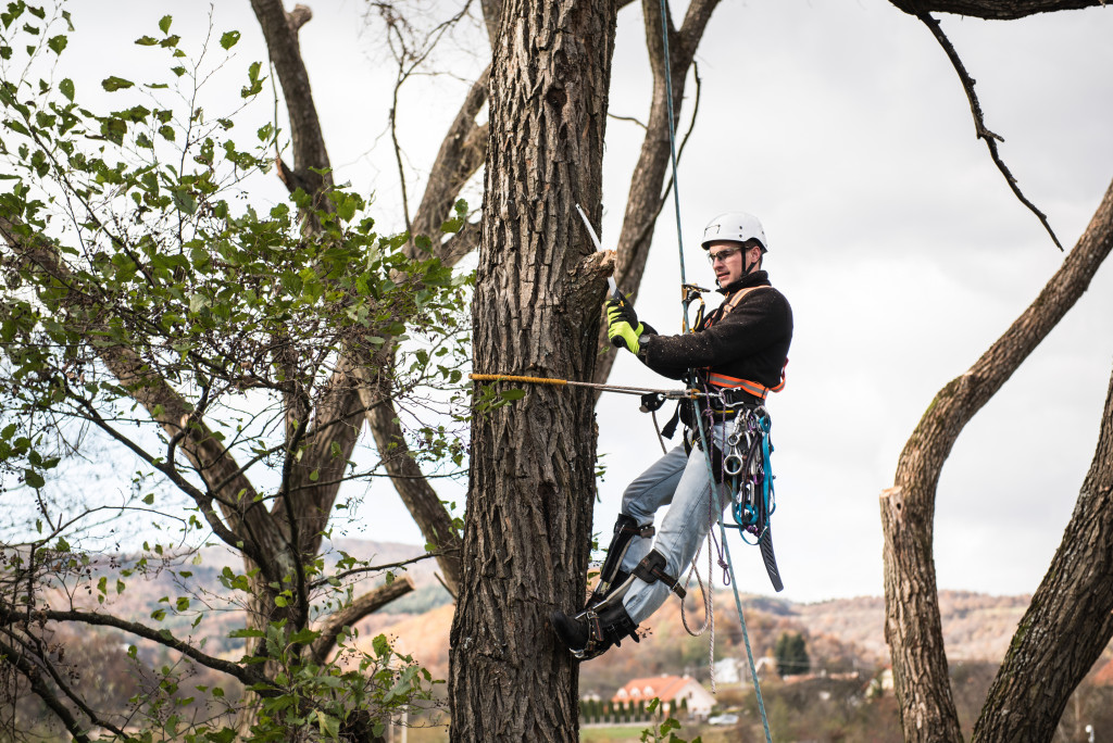 a lumberjack with saw and harness pruning a tree