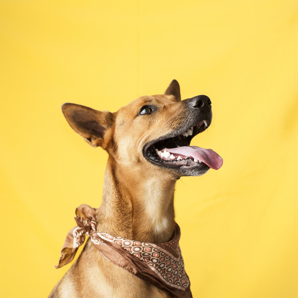 dog with a bandana around his neck