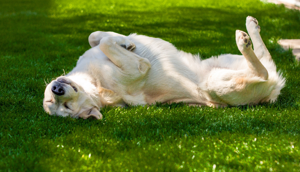 Dog lying on his back in a garden.