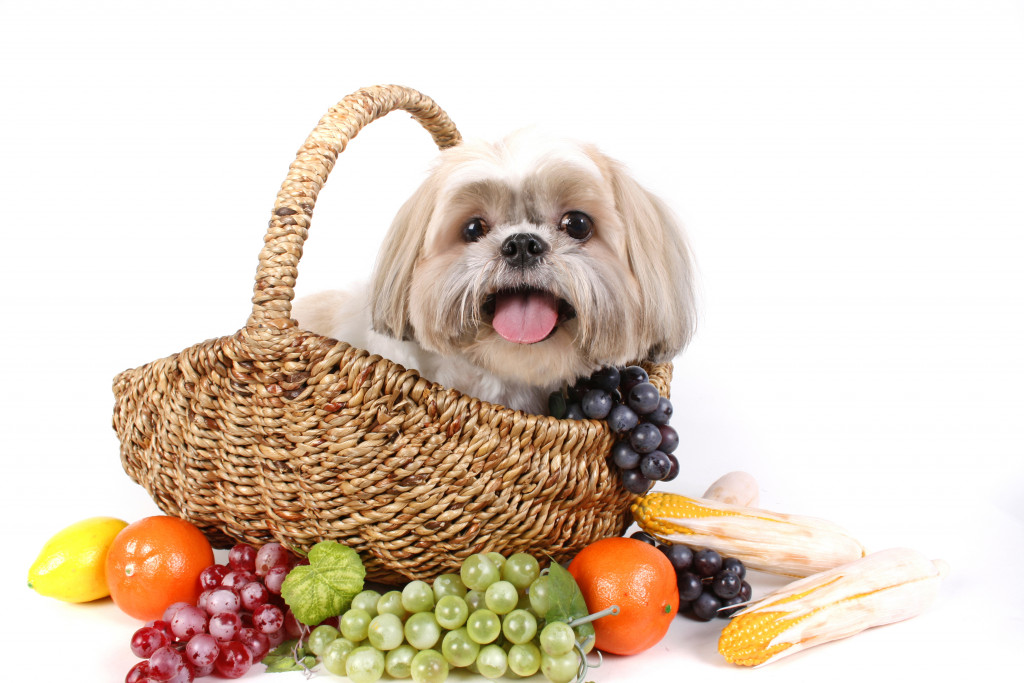 Small dog sitting in a basket with fruits around it.