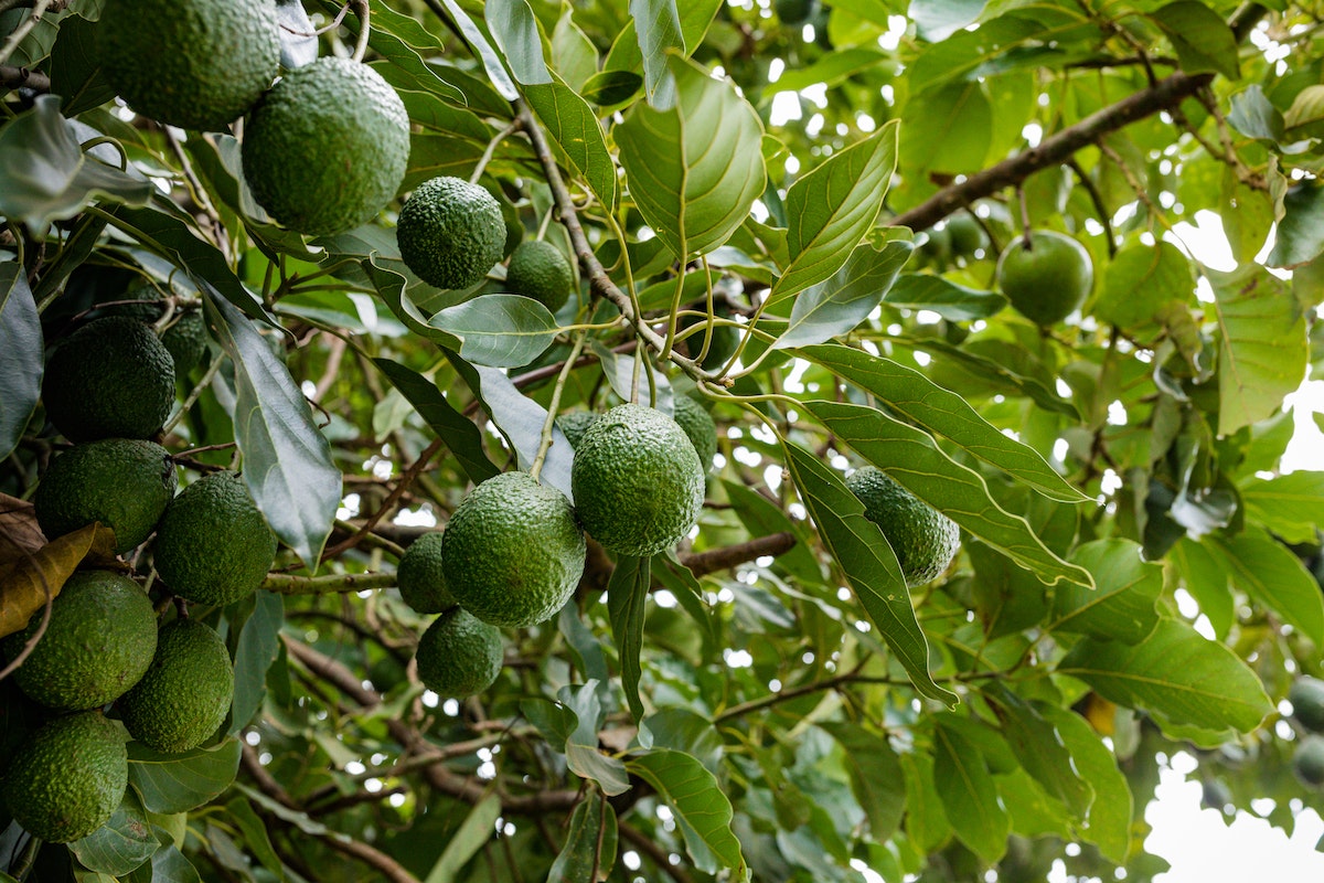 avocados on a tree